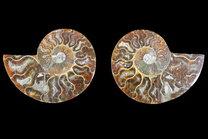 Agatized Ammonite Fossil - Madagascar #145926